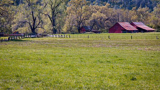 old red barns with a spring agricultural field