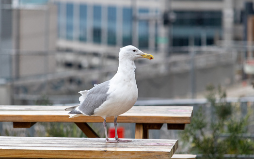 A beautiful seagull found in Seattle.