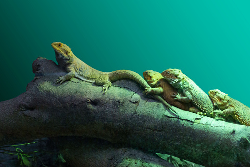Group of lizards photographed at the zoo with green background
