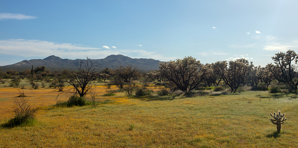 Yellow desert wildflowers and Jumping Cholla cactus in the Sonoran Arizona desert United States