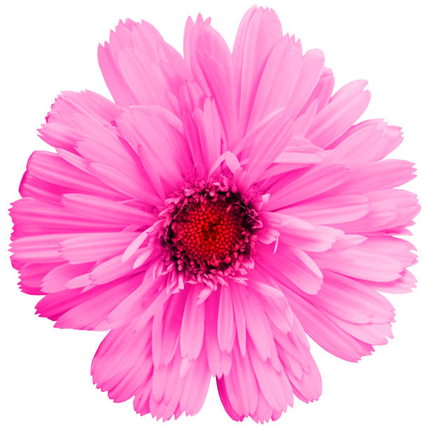 istock Pretty spring flower with many blue petals isolated on white background. Ideal image to express a feeling of natural freshness 2148305339