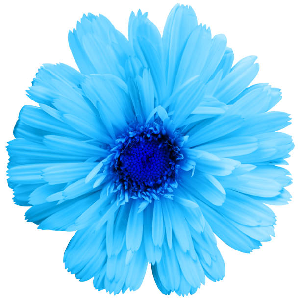 istock Pretty spring flower with many pink petals isolated on white background. Ideal image to express a feeling of natural freshness 2148305340