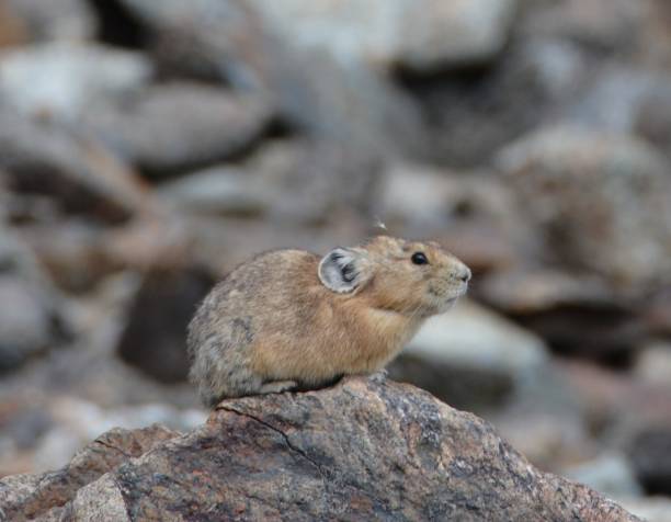istock American Pika in the Rocky Mountains 2148305515