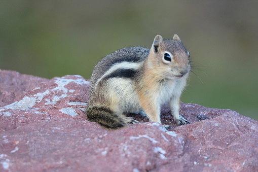 Ground Squirrel sitting on a boulder in Rocky Mountain National Park