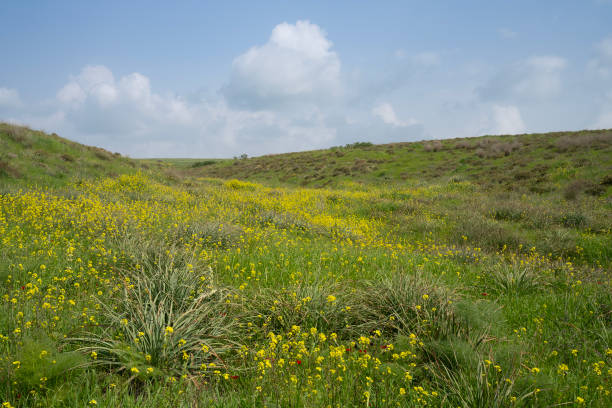 A field of grass and yellow flowers