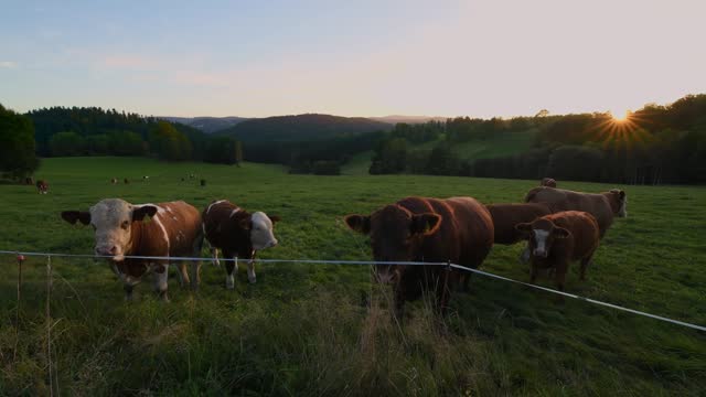 Footage of cows and cattle on a fenced pasture in the Bavarian Forest with clouds and sunbeams, Germany