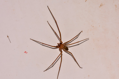 A low level shot of a female house spider(Tegenaria domestica) isolated on a white background.