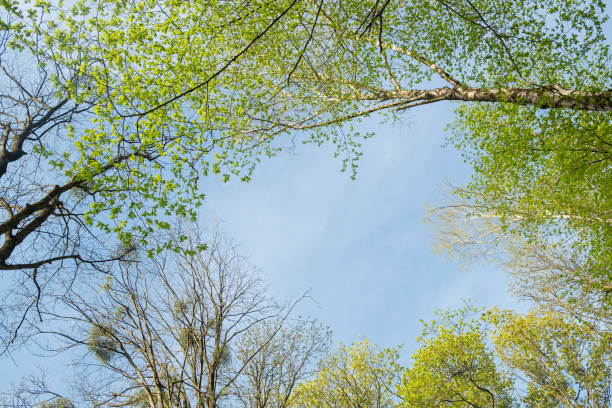 istock Blue sky with clouds in a frame of spring tree crowns. View from the bottom of the treetops. 2148307749