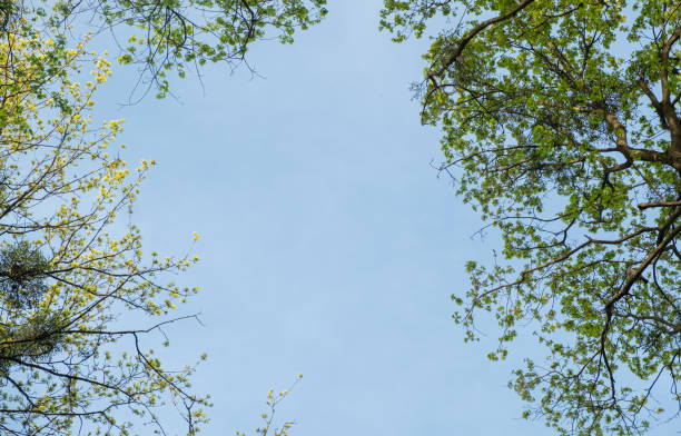 Blue sky framed by green trees. Canopy from the crowns of trees. Copy space