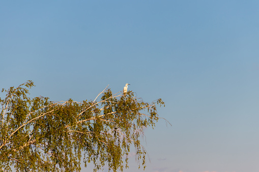 Little egret on a tree branch