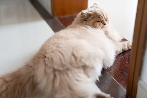 The British longhair cat is basking in the sun. The room is filled with a cozy and warm atmosphere, and the cat's pupils are also narrowed due to the brightness.