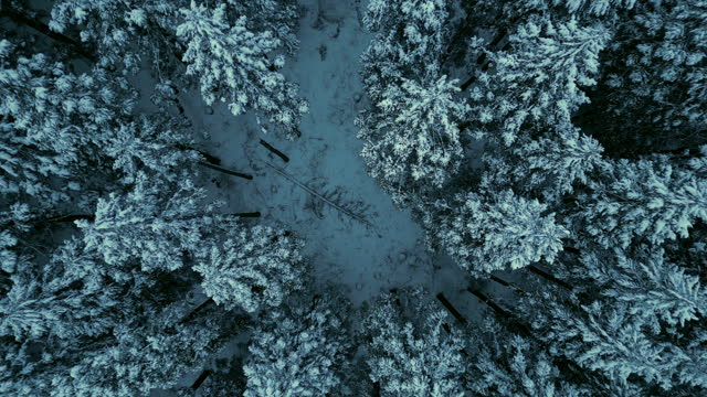 Directly above of snow pine forest