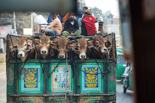 Delhi, India - November 9, 2011:  Ox cart transportation on early morning in Delhi, India. The ox chart is a  common cargo  transportation in the narrow streets of old Delhi.