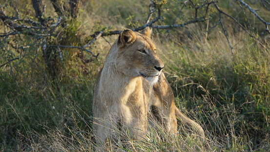 Female lion looking towards others