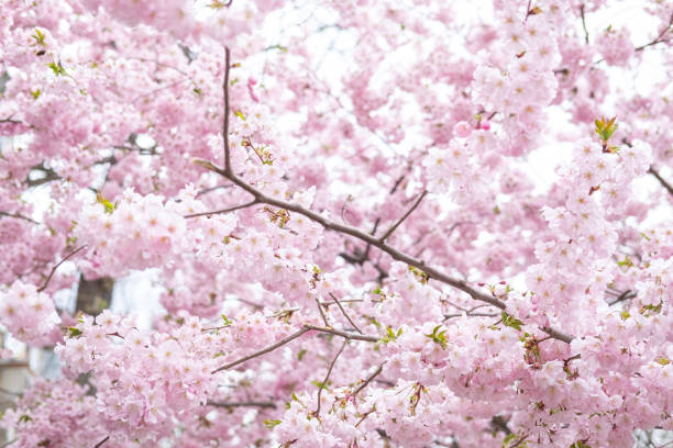istock Pink sakura flowers in spring park. Blurred foreground. 2148309108