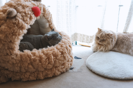 The adorable, chubby, blue-gray British Shorthair cat alternates between sitting in the cat bed atop the cat tree, basking in the sunlight, and extending its paw to high-five its owner in celebration. The scene of them shaking hands is heartwarming, and the cat quickly falls asleep afterwards