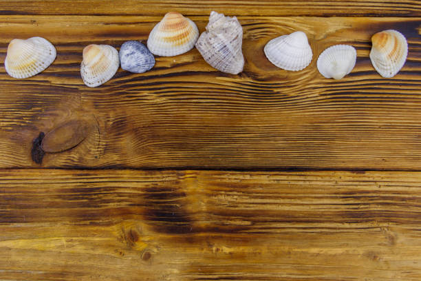 istock Sea shells on rustic wooden background. Top view, copy space 2148309267