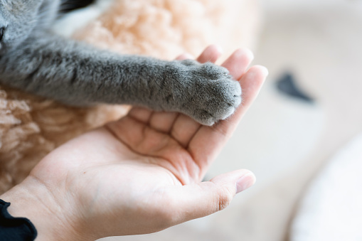 The adorable, chubby, blue-gray British Shorthair cat alternates between sitting in the cat bed atop the cat tree, basking in the sunlight, and extending its paw to high-five its owner in celebration. The scene of them shaking hands is heartwarming, and the cat quickly falls asleep afterwards