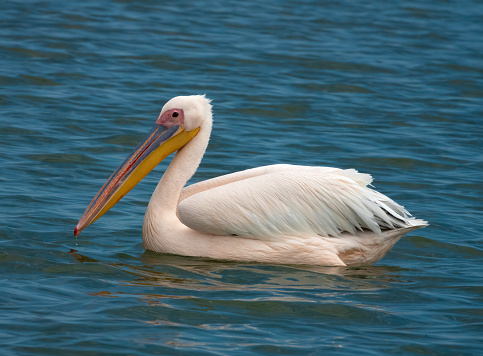 Great white pelican (Pelecanus onocrotalus resting on the waters of Walvis Bay lagoon, Namibia
