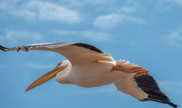 istock Great white pelican (Pelecanus onocrotalus) flying over the waterfront of Walvis Bay, Namibia 2148309488