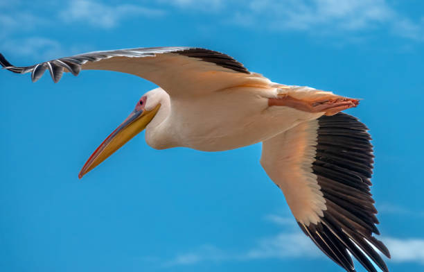 istock Great white pelican (Pelecanus onocrotalus) in flight, Walvis Bay, Namibia, Southern Africa 2148309495