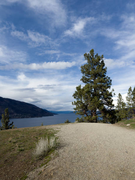 istock Walking trail with evergreen trees leading towards lake 2148309610