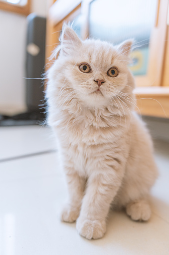 In a cozy corner of the living room, a fluffy bundle of feline joy captures the hearts of all who lay eyes upon it. This chubby, creamy-yellow British Longhair kitten is the epitome of adorableness, with its plush coat and inquisitive gaze that seems to sparkle with innocence and wonder.

As the kitten surveys its surroundings with big, curious eyes, its tail swishes back and forth in eager anticipation. It knows that playtime with its beloved human companion is just around the corner, and the mere thought of frolicking with cat toys sends a ripple of excitement through its tiny frame.

The kitten's favorite plaything is undoubtedly the teaser wand, a simple yet irresistible toy that ignites its primal hunting instincts. As its human wiggles the feathery lure tantalizingly, the kitten's pupils dilate, and its body tenses, ready to pounce.

Within the confines of its plush cat bed, the kitten becomes a whirlwind of energy, chasing the elusive wand with reckless abandon. It twists and turns, leaping and pouncing with unbridled enthusiasm, determined to capture its 