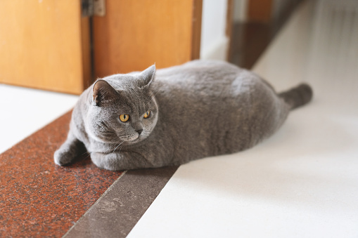 The cute, chubby, blue-gray British Shorthair cat sits in the cat bed atop the cat tree, basking in the sunlight and enjoying watching the sunset. When it wants to play with cat toys, it seeks out its owner to play with the teaser wand together. After getting tired, they sleep together