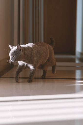 In a cozy apartment, a plump, grey British Shorthair cat lounges contentedly, its stocky frame a far cry from the frail kitten it once was. With its thick, soft fur groomed to perfection, this feline embodies the epitome of adorableness, its round face and soulful eyes capturing the hearts of all who meet it.

However, this cat's journey has not been an easy one. Once abandoned and left to fend for itself on the streets, it endured a period of scarcity, its tiny frame becoming alarmingly thin and its eyes dulled by the hardships it faced. Yet, fate intervened, and this precious feline found a forever home with loving owners who showered it with care and affection.

While the transition to its new life was not without its challenges, the cat's demeanor gradually transformed. Initially wary, its eyes reflecting the guarded stance of a survivor, it slowly learned to trust and accept the love and nurturing provided by its adoptive family. Meals became a source of joy rather than a scarcity, and playtime replaced the constant need for vigilance.

Now, as the cat basks in the warmth of its loving home, its once-haunted gaze has given way to an expression of contentment and gratitude. It seems to understand the depths of the second chance it has been given, and its eyes sparkle with a newfound zest for life, a testament to the resilience of the feline spirit and the transformative power of love and care.