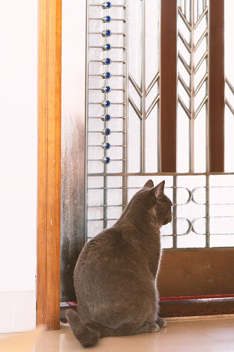 In a cozy apartment, a plump, grey British Shorthair cat lounges contentedly, its stocky frame a far cry from the frail kitten it once was. With its thick, soft fur groomed to perfection, this feline embodies the epitome of adorableness, its round face and soulful eyes capturing the hearts of all who meet it.

However, this cat's journey has not been an easy one. Once abandoned and left to fend for itself on the streets, it endured a period of scarcity, its tiny frame becoming alarmingly thin and its eyes dulled by the hardships it faced. Yet, fate intervened, and this precious feline found a forever home with loving owners who showered it with care and affection.

While the transition to its new life was not without its challenges, the cat's demeanor gradually transformed. Initially wary, its eyes reflecting the guarded stance of a survivor, it slowly learned to trust and accept the love and nurturing provided by its adoptive family. Meals became a source of joy rather than a scarcity, and playtime replaced the constant need for vigilance.

Now, as the cat basks in the warmth of its loving home, its once-haunted gaze has given way to an expression of contentment and gratitude. It seems to understand the depths of the second chance it has been given, and its eyes sparkle with a newfound zest for life, a testament to the resilience of the feline spirit and the transformative power of love and care.