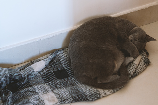 The adorable, blue-gray British Shorthair cat, once a stray abandoned by a pet shop, has gradually become healthy through adoption. However, its gaze still appears wary, constantly keeping an eye on its surroundings, lacking a sense of security.