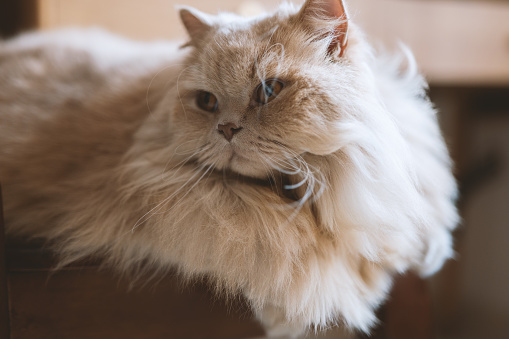 The adorable, chubby, cream British Longhair cat lies in the cozy cat bed atop the cat tree, curiously observing its surroundings. Its large eyes look very cute, as if it's asking the owner for snacks.