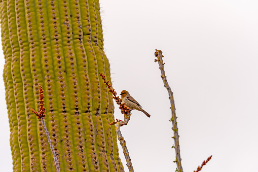 Verdin Resting on a Ocotillo in Saguro National Park in Arizona