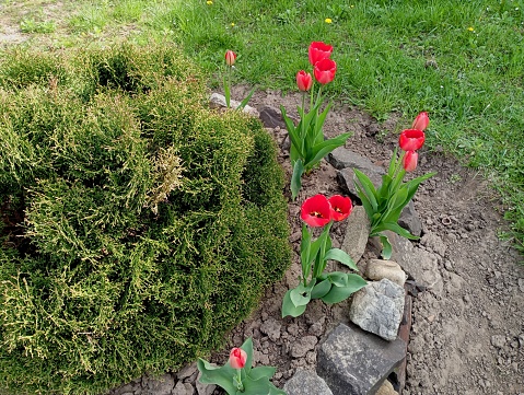 A beautiful flower bed laid out of stones in which a decorative tree grows, around which bright red tulips are planted. Opening red tulip buds. The topic of flowers and yard improvement.