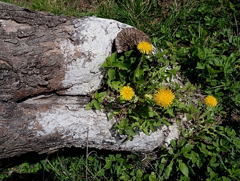Yellow dandelions grow in a hollow in the trunk of an old apple tree. Dandelion flowers in the hollow of an old apple tree in the garden.
