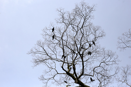 Japanese crows on tree in Yasaka shrine, Kyoto city, Japan