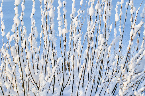 Wall of vertical frost-covered and snow-covered bush branches on winter day.