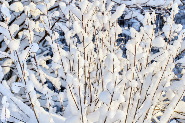 Fluffy snow covered bush branches, winter plant texture for graphically background.