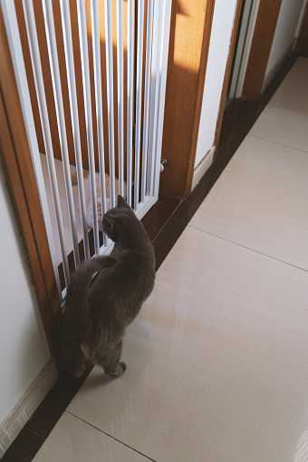 The adorable, blue-gray British Shorthair cat, once a stray abandoned by a pet shop, has gradually become healthy through adoption. However, its gaze still appears wary, constantly keeping an eye on its surroundings, lacking a sense of security.