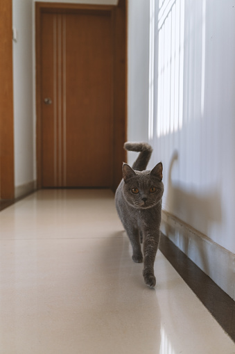 The adorable, blue-gray British Shorthair cat, once a stray abandoned by a pet shop, has gradually become healthy through adoption. However, its gaze still appears wary, constantly keeping an eye on its surroundings, lacking a sense of security.