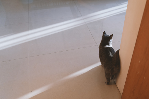 The adorable, blue-gray British Shorthair cat, once a stray abandoned by a pet shop, has gradually become healthy through adoption. However, its gaze still appears wary, constantly keeping an eye on its surroundings, lacking a sense of security.