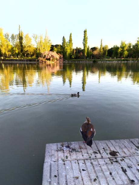 istock A beautiful bird looking at the lake. 2148311143
