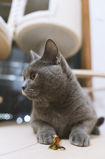 The adorable, blue-gray British Shorthair cat, once a stray abandoned by a pet shop, has gradually become healthy through adoption. However, its gaze still appears wary, constantly keeping an eye on its surroundings, lacking a sense of security.