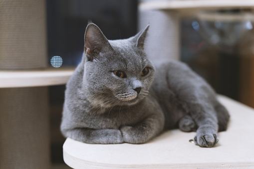 The adorable, blue-gray British Shorthair cat, once a stray abandoned by a pet shop, has gradually become healthy through adoption. However, its gaze still appears wary, constantly keeping an eye on its surroundings, lacking a sense of security.