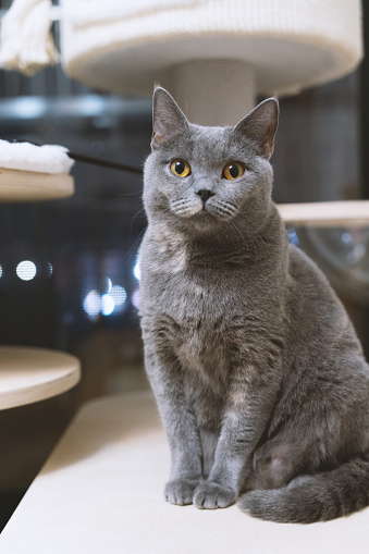 The adorable, blue-gray British Shorthair cat, once a stray abandoned by a pet shop, has gradually become healthy through adoption. However, its gaze still appears wary, constantly keeping an eye on its surroundings, lacking a sense of security.