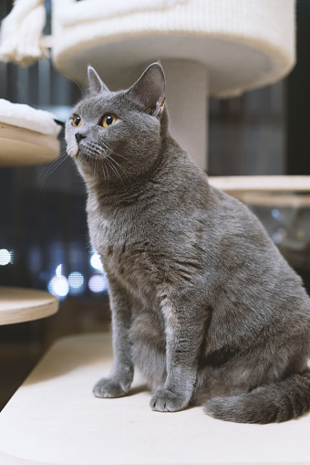 The adorable, blue-gray British Shorthair cat, once a stray abandoned by a pet shop, has gradually become healthy through adoption. However, its gaze still appears wary, constantly keeping an eye on its surroundings, lacking a sense of security.