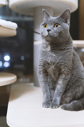 The adorable, blue-gray British Shorthair cat, once a stray abandoned by a pet shop, has gradually become healthy through adoption. However, its gaze still appears wary, constantly keeping an eye on its surroundings, lacking a sense of security.