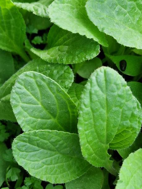 istock Herb photography. Green plants. 2148311697
