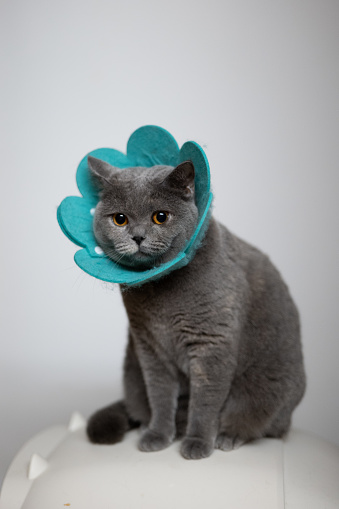 The cute, chubby, cream-colored British Shorthair cat lies on the wooden sofa, wearing an Elizabethan collar due to suffering from feline ringworm. The veterinarian at the pet hospital said it would recover in a few days