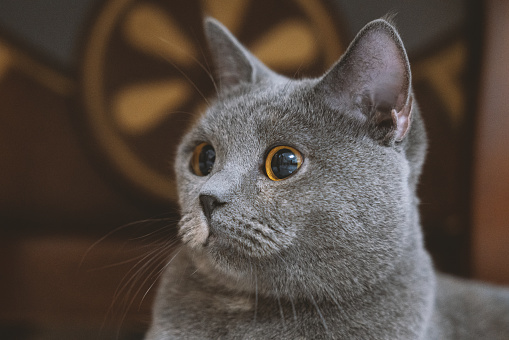 The adorable, blue-gray British Shorthair cat, once a stray abandoned by a pet shop, has gradually become healthy through adoption. However, its gaze still appears wary, constantly keeping an eye on its surroundings, lacking a sense of security.